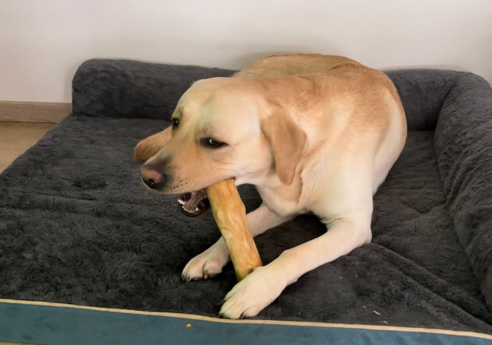 Kaffeeholz Kaustab für Hunde langlebig, ohne Chemikalien, allergenfrei