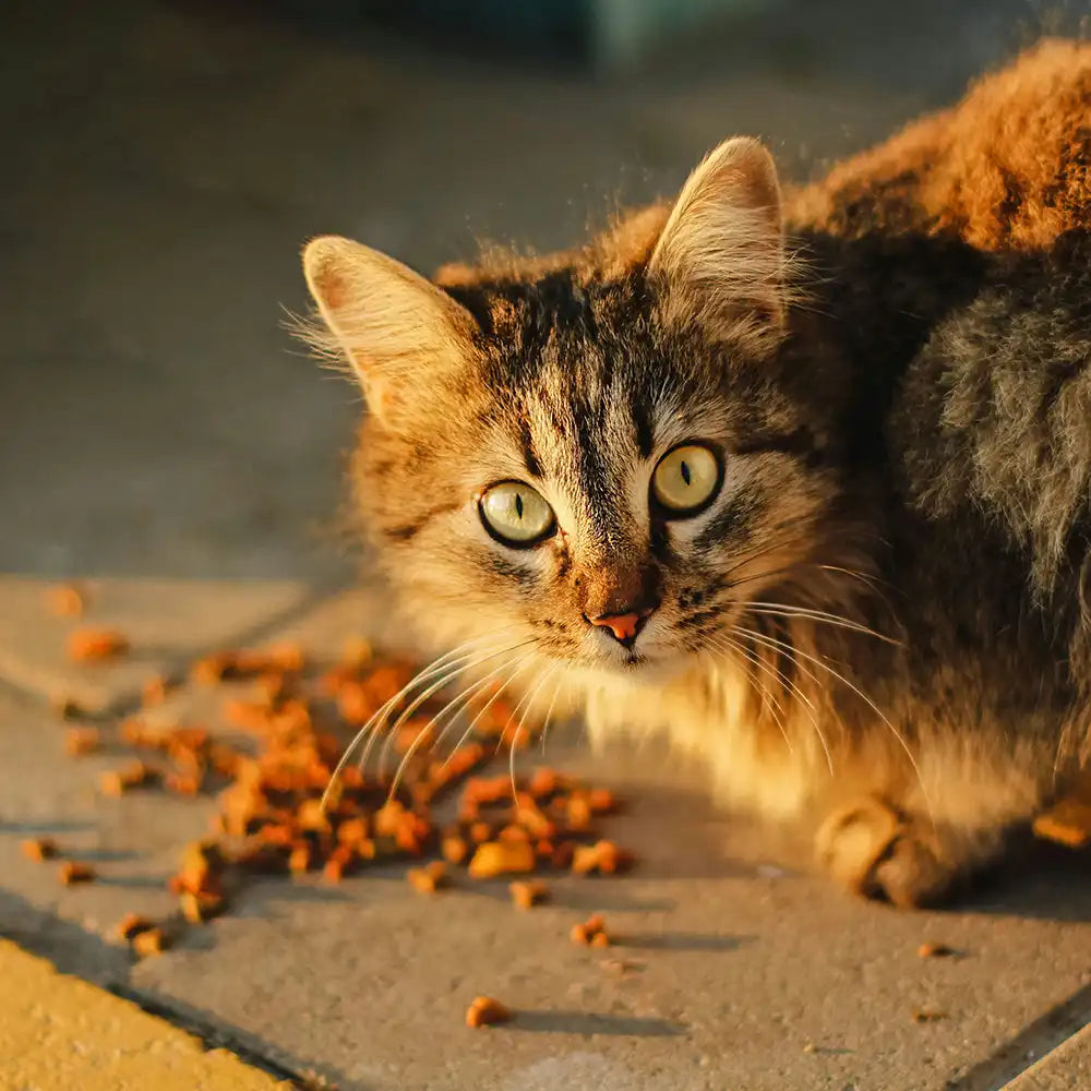 Katze mit Leckerlis