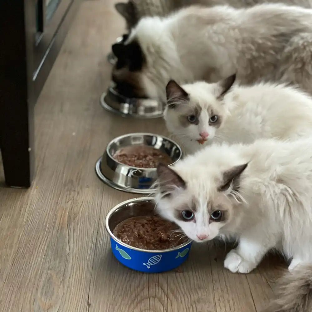 Katzen vor ihren Futternäpfen